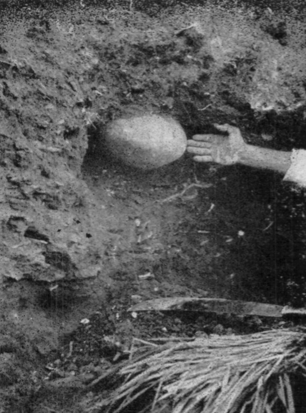 Aboriginal pottery vessel as found in the earth, Salt River, St. Croix