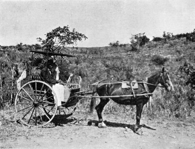 Horse-drawn carriage