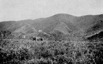 Caroline Estate house and pasture, St. John