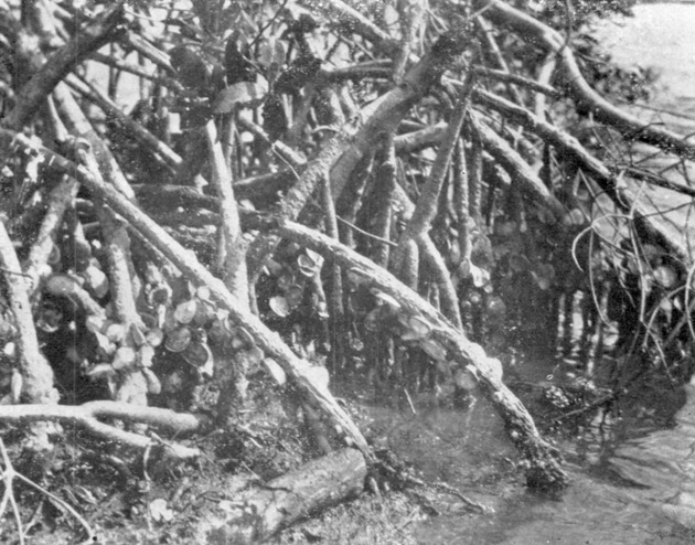 Roots of mangrove trees, with oysters, Salt River, St. Croix