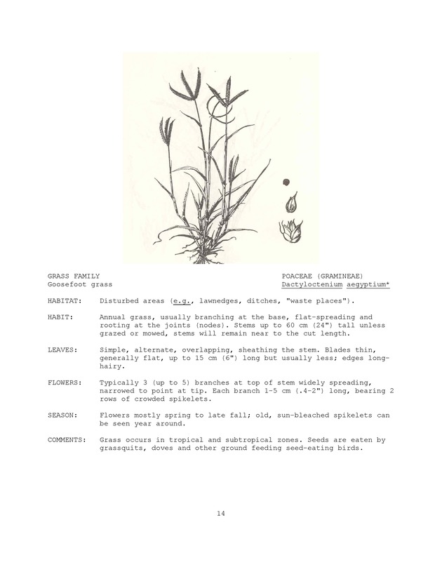 Wildlife plants : illustrated description of U.S. Virgin Islands plants most used by local wild birds and mammals - Page 14