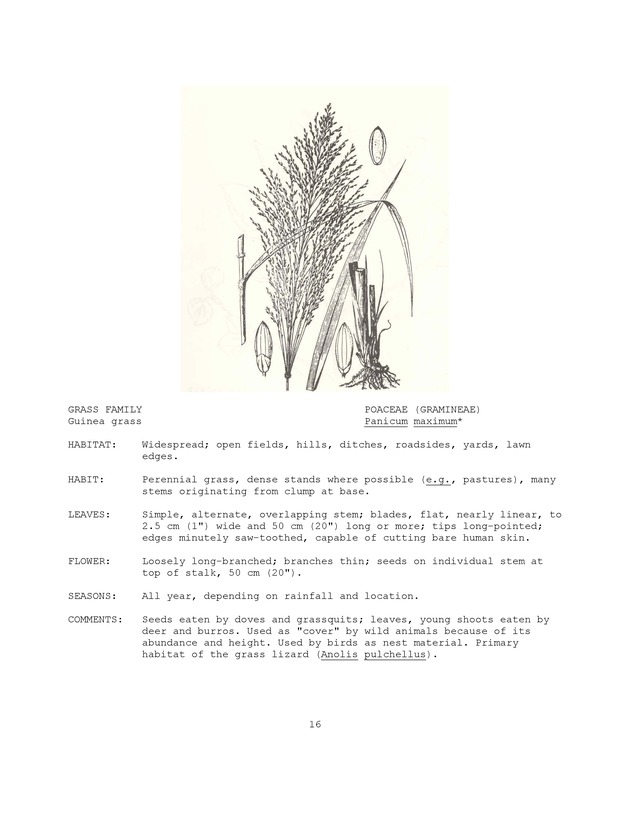 Wildlife plants : illustrated description of U.S. Virgin Islands plants most used by local wild birds and mammals - Page 16