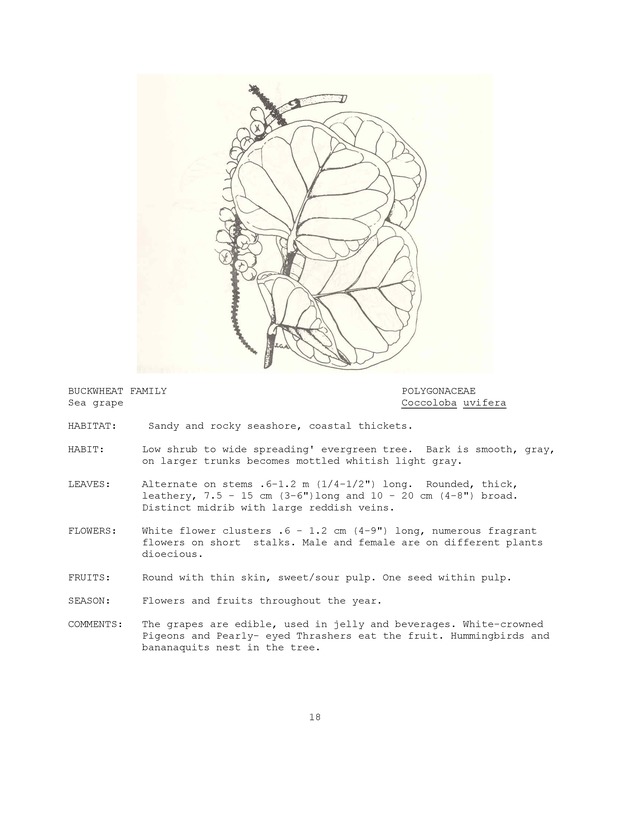 Wildlife plants : illustrated description of U.S. Virgin Islands plants most used by local wild birds and mammals - Page 18