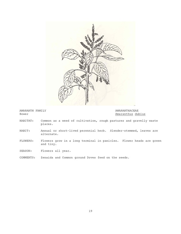 Wildlife plants : illustrated description of U.S. Virgin Islands plants most used by local wild birds and mammals - Page 19