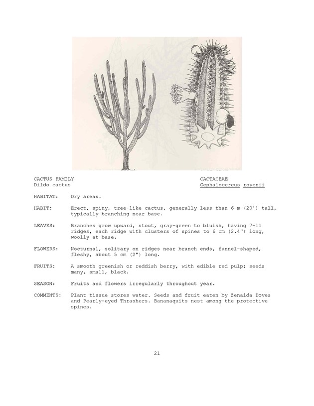 Wildlife plants : illustrated description of U.S. Virgin Islands plants most used by local wild birds and mammals - Page 21