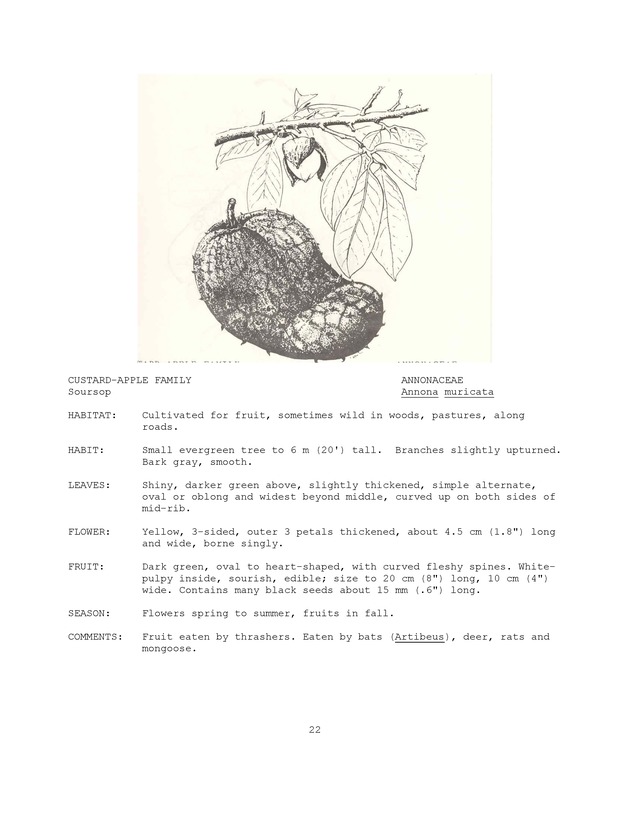 Wildlife plants : illustrated description of U.S. Virgin Islands plants most used by local wild birds and mammals - Page 22