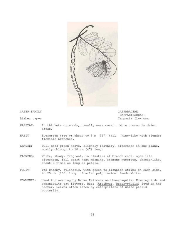 Wildlife plants : illustrated description of U.S. Virgin Islands plants most used by local wild birds and mammals - Page 23