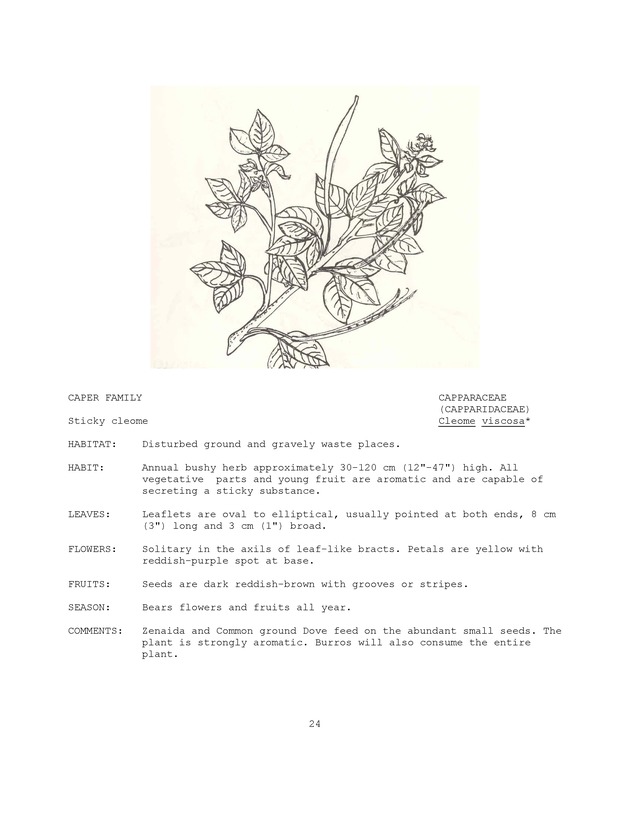 Wildlife plants : illustrated description of U.S. Virgin Islands plants most used by local wild birds and mammals - Page 24