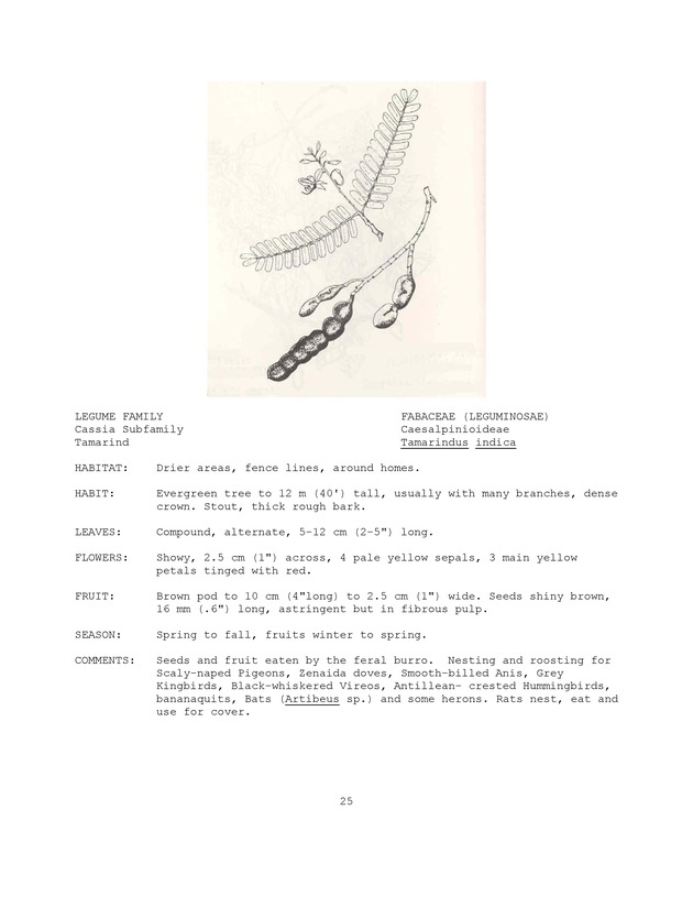 Wildlife plants : illustrated description of U.S. Virgin Islands plants most used by local wild birds and mammals - Page 25