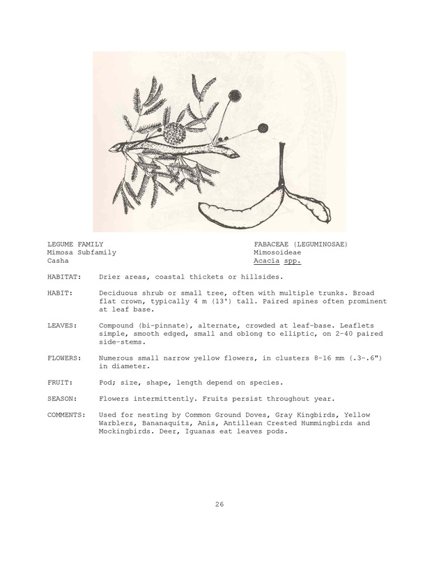 Wildlife plants : illustrated description of U.S. Virgin Islands plants most used by local wild birds and mammals - Page 26