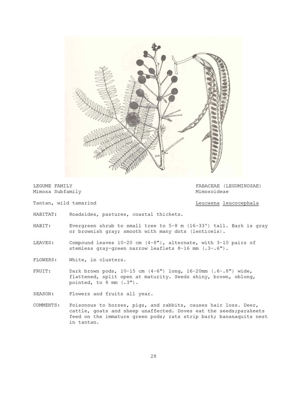 Wildlife plants : illustrated description of U.S. Virgin Islands plants most used by local wild birds and mammals - Page 28