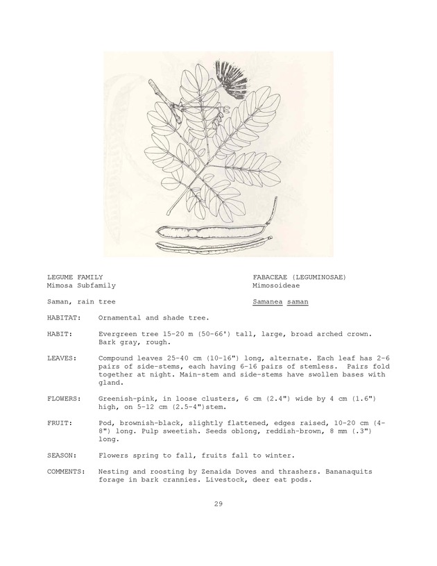 Wildlife plants : illustrated description of U.S. Virgin Islands plants most used by local wild birds and mammals - Page 29