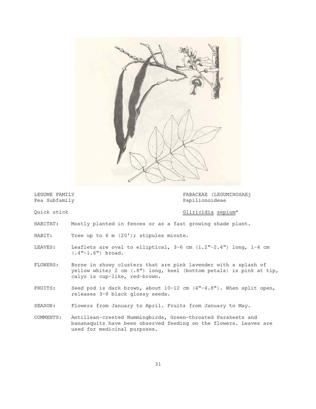 Wildlife plants : illustrated description of U.S. Virgin Islands plants most used by local wild birds and mammals - Page 31