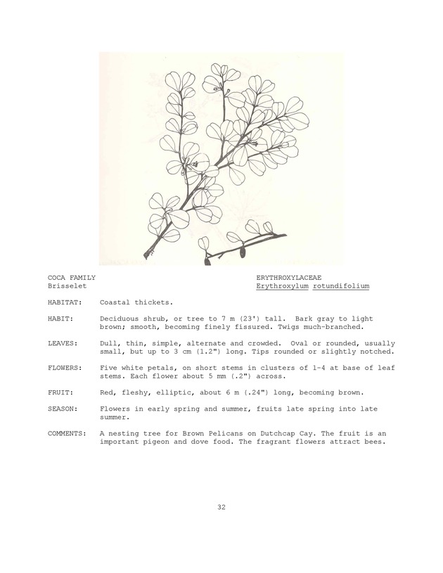 Wildlife plants : illustrated description of U.S. Virgin Islands plants most used by local wild birds and mammals - Page 32