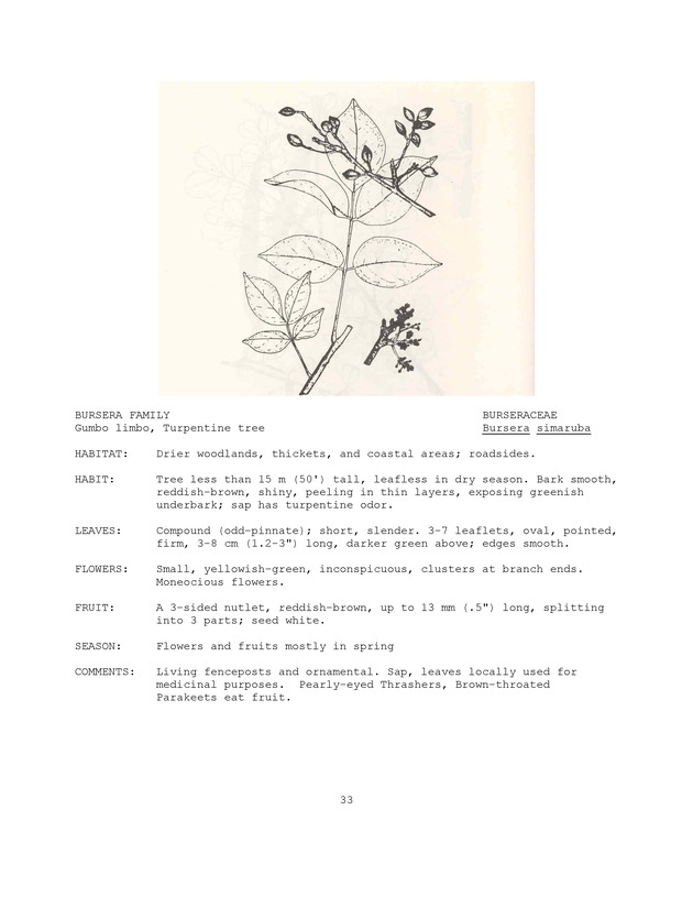 Wildlife plants : illustrated description of U.S. Virgin Islands plants most used by local wild birds and mammals - Page 33