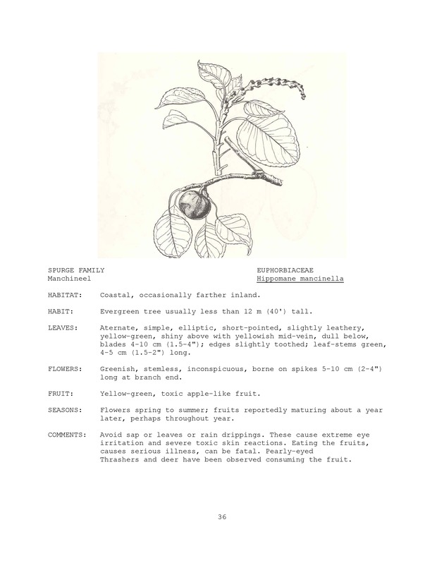 Wildlife plants : illustrated description of U.S. Virgin Islands plants most used by local wild birds and mammals - Page 36