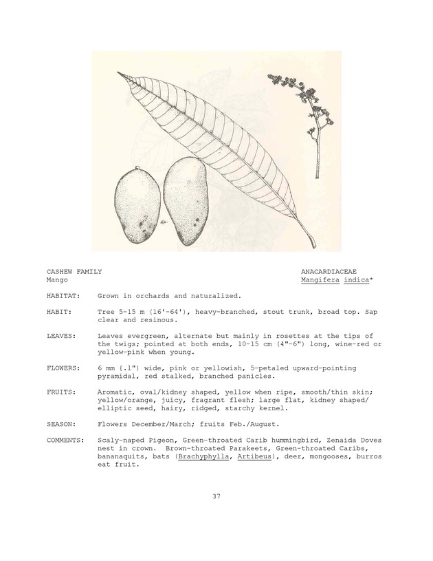 Wildlife plants : illustrated description of U.S. Virgin Islands plants most used by local wild birds and mammals - Page 37