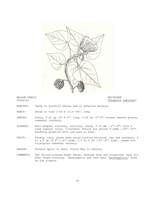 Wildlife plants : illustrated description of U.S. Virgin Islands plants most used by local wild birds and mammals - Page 40