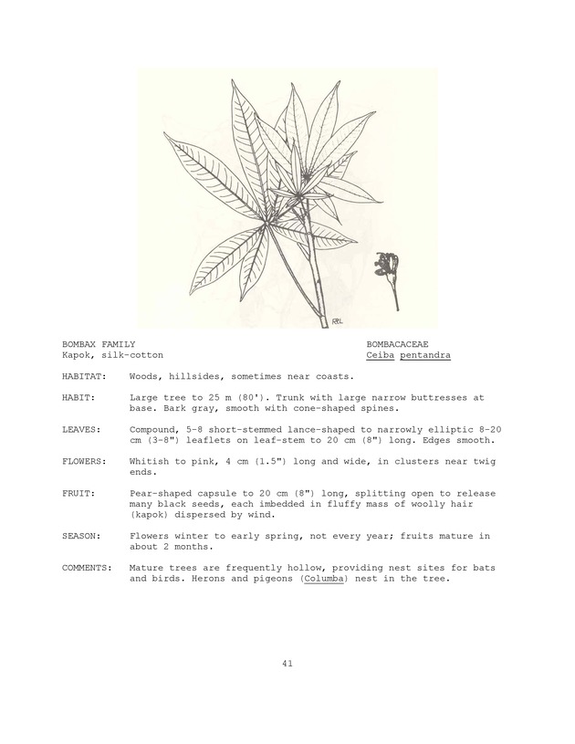 Wildlife plants : illustrated description of U.S. Virgin Islands plants most used by local wild birds and mammals - Page 41