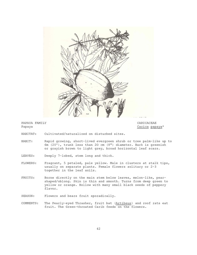 Wildlife plants : illustrated description of U.S. Virgin Islands plants most used by local wild birds and mammals - Page 42