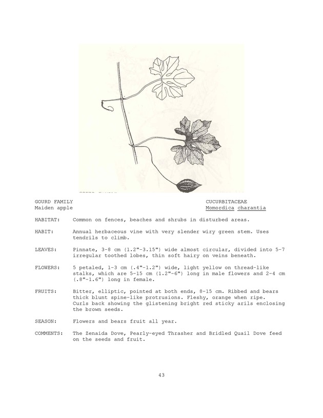 Wildlife plants : illustrated description of U.S. Virgin Islands plants most used by local wild birds and mammals - Page 43