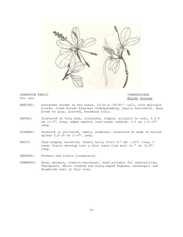 Wildlife plants : illustrated description of U.S. Virgin Islands plants most used by local wild birds and mammals - Page 45