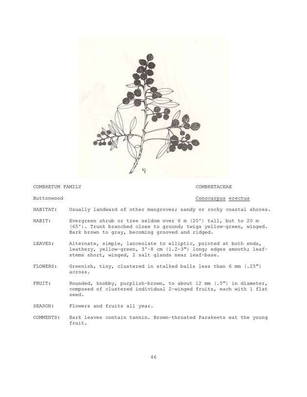 Wildlife plants : illustrated description of U.S. Virgin Islands plants most used by local wild birds and mammals - Page 46