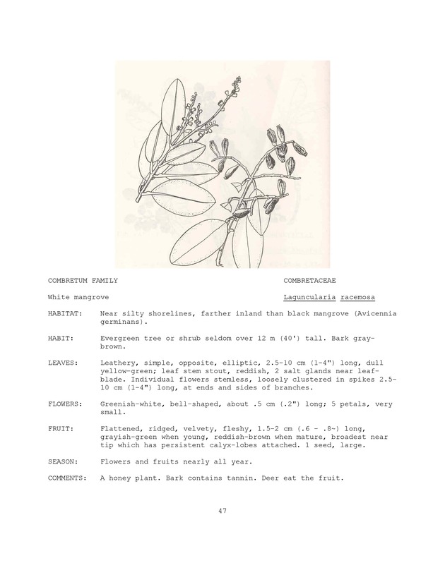 Wildlife plants : illustrated description of U.S. Virgin Islands plants most used by local wild birds and mammals - Page 47