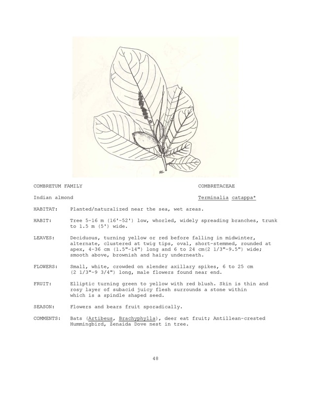 Wildlife plants : illustrated description of U.S. Virgin Islands plants most used by local wild birds and mammals - Page 48