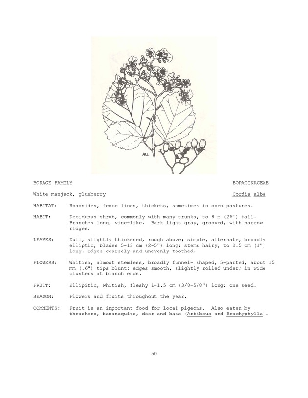 Wildlife plants : illustrated description of U.S. Virgin Islands plants most used by local wild birds and mammals - Page 50