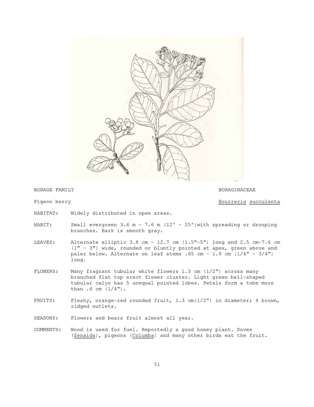 Wildlife plants : illustrated description of U.S. Virgin Islands plants most used by local wild birds and mammals - Page 51