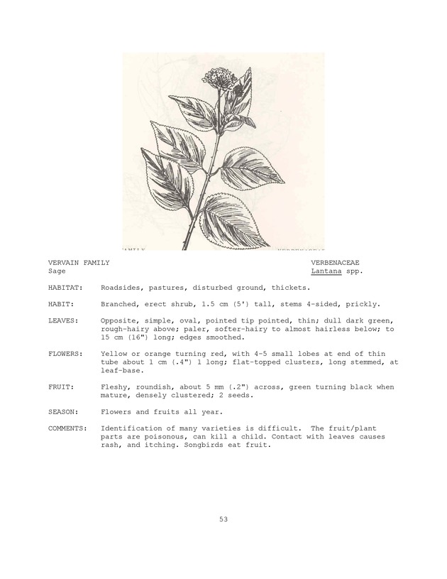 Wildlife plants : illustrated description of U.S. Virgin Islands plants most used by local wild birds and mammals - Page 53