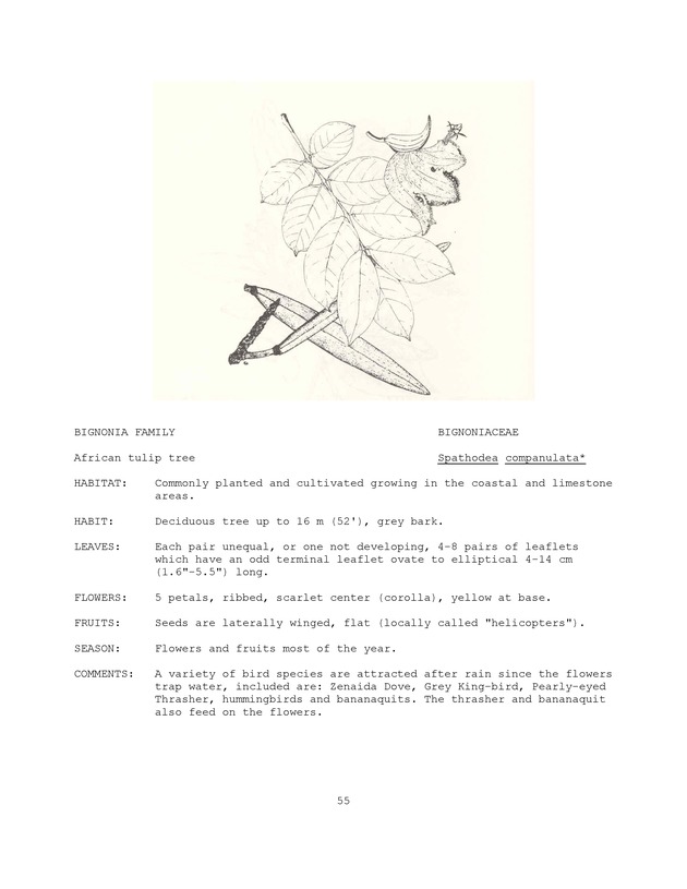 Wildlife plants : illustrated description of U.S. Virgin Islands plants most used by local wild birds and mammals - Page 55