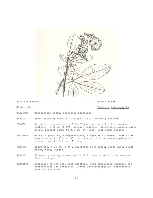 Wildlife plants : illustrated description of U.S. Virgin Islands plants most used by local wild birds and mammals - Page 56