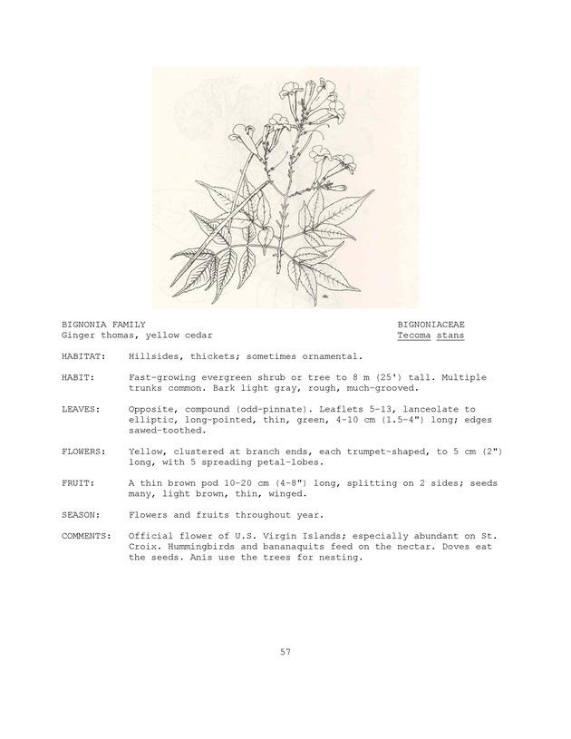 Wildlife plants : illustrated description of U.S. Virgin Islands plants most used by local wild birds and mammals - Page 57