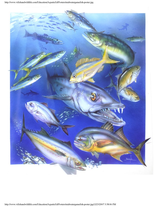 Aquatic wildlife posters - Page 6