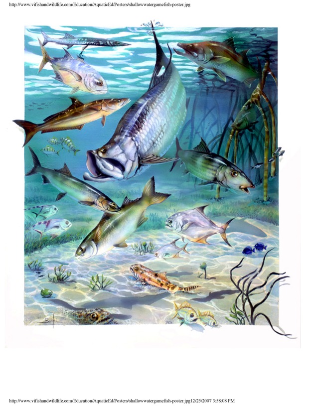 Aquatic wildlife posters - Page 7