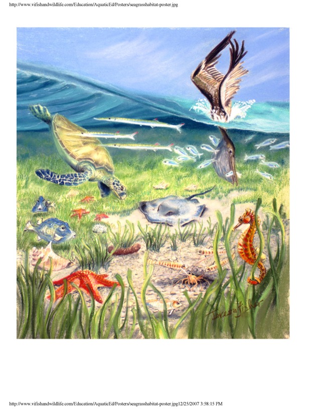 Aquatic wildlife posters - Page 9