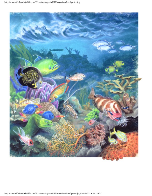 Aquatic wildlife posters - Page 10