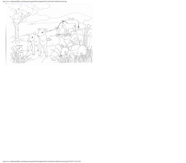 Environmental coloring book of the U.S. Virgin Islands - Page 29