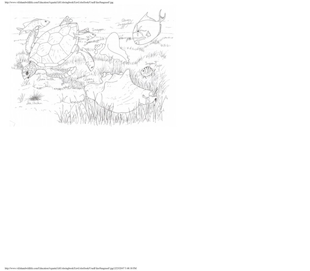 Environmental coloring book of the U.S. Virgin Islands - Page 31