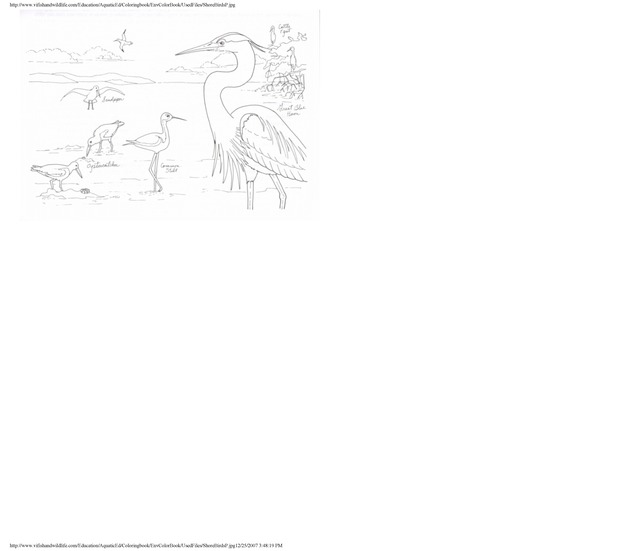 Environmental coloring book of the U.S. Virgin Islands - Page 32