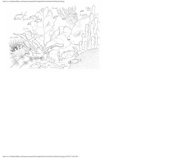 Environmental coloring book of the U.S. Virgin Islands - Page 34