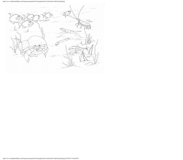 Environmental coloring book of the U.S. Virgin Islands - Page 37