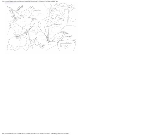 Environmental coloring book of the U.S. Virgin Islands - Page 38