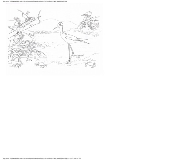 Environmental coloring book of the U.S. Virgin Islands - Page 39