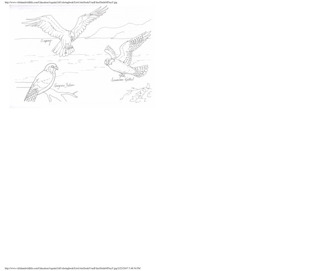 Environmental coloring book of the U.S. Virgin Islands - Page 41