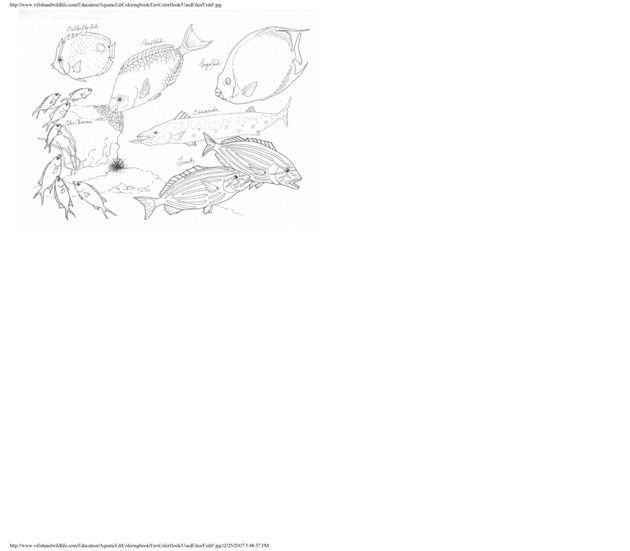 Environmental coloring book of the U.S. Virgin Islands - Page 43