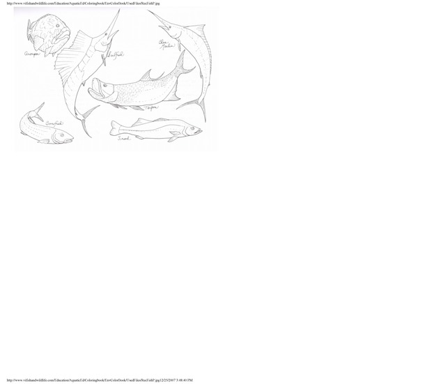 Environmental coloring book of the U.S. Virgin Islands - Page 44