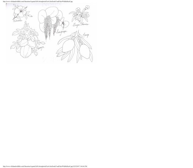 Environmental coloring book of the U.S. Virgin Islands - Page 48